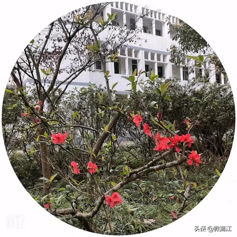 蒲江县复兴小学,蒲江复兴小学合唱