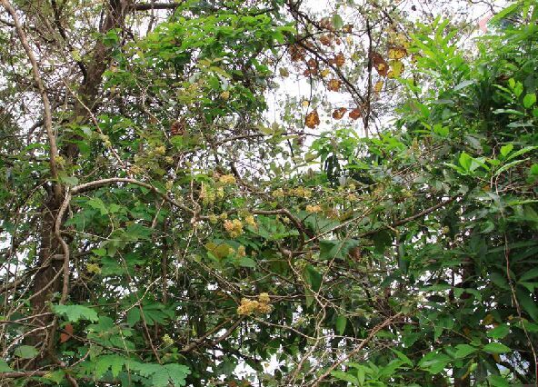 中华人民共和国野生植物保护名录,濒危保护植物名录药用植物多少种