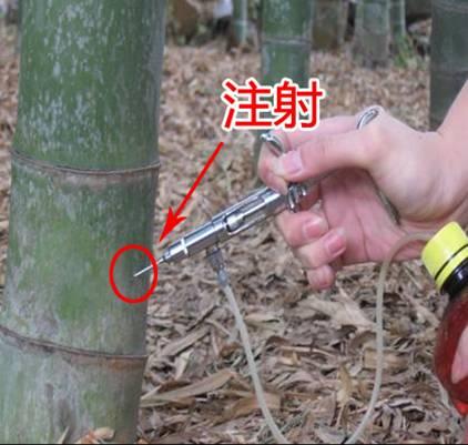 如何提高冬笋产量？做好以下四点十二个细节，增产提效益