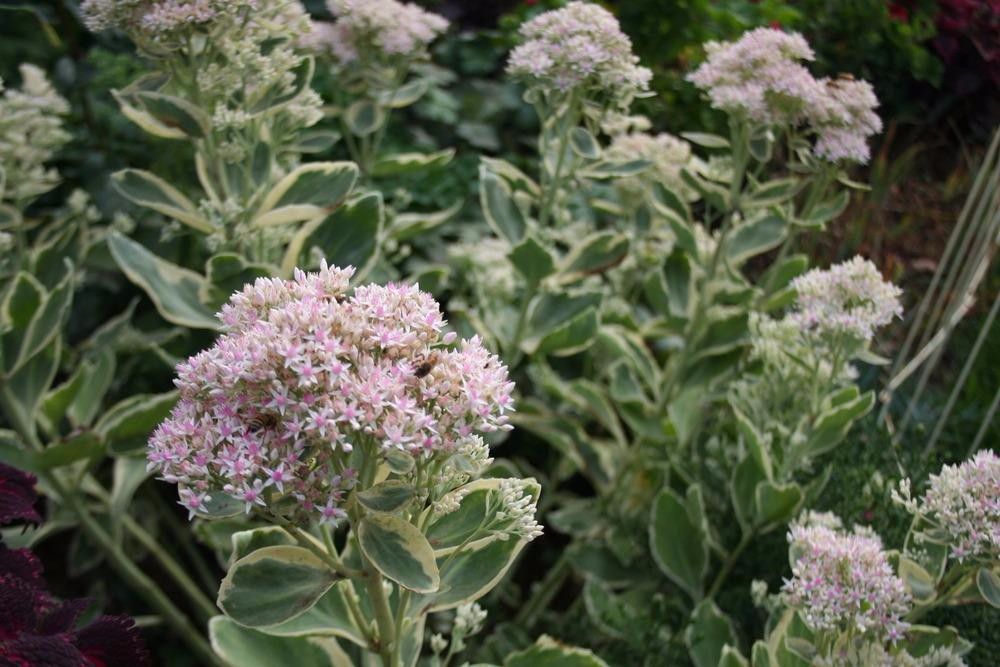 10种耐旱的花,户外耐旱不喜阳光开花小灌木