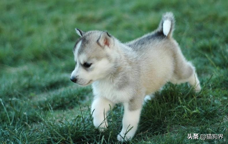 哈士奇狗有什么优良的特征,哈士奇宠物大明星