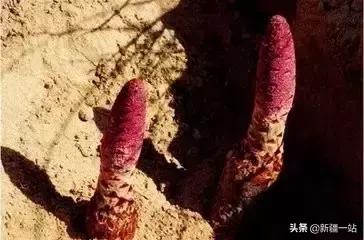 新疆的特殊植物,新疆戈壁上常见的植物