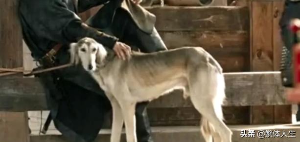 长安十二时辰陕西细犬,关中细犬