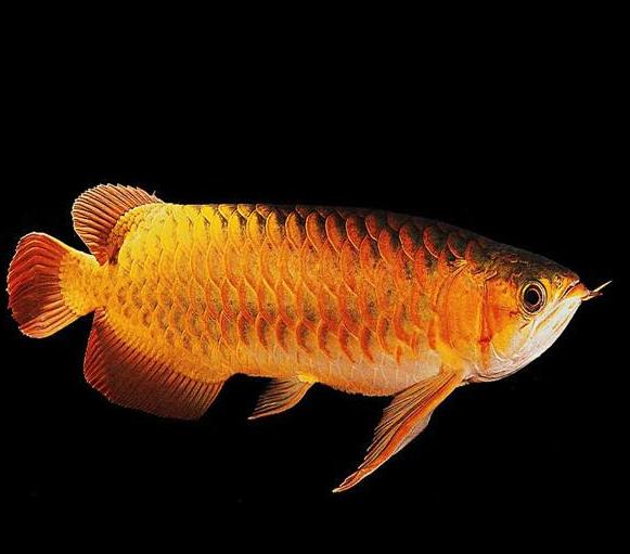 养观赏鱼小知识大全,养观赏鱼知识大全