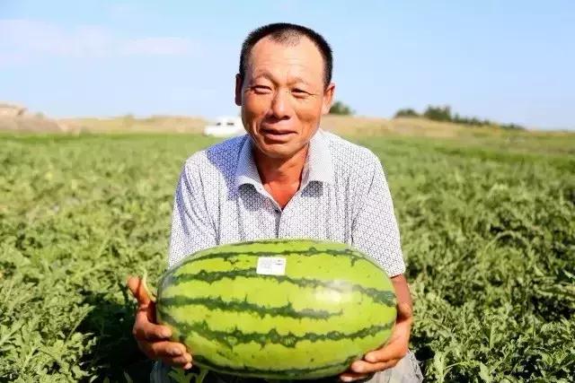 *疆新**瓜果地图?开吃