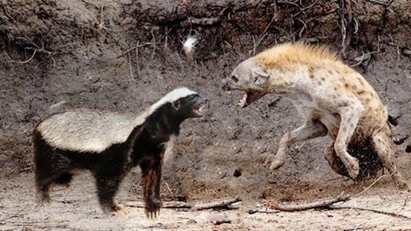 平头哥和毒蛇狭路相逢,平头哥与毒蛇对决