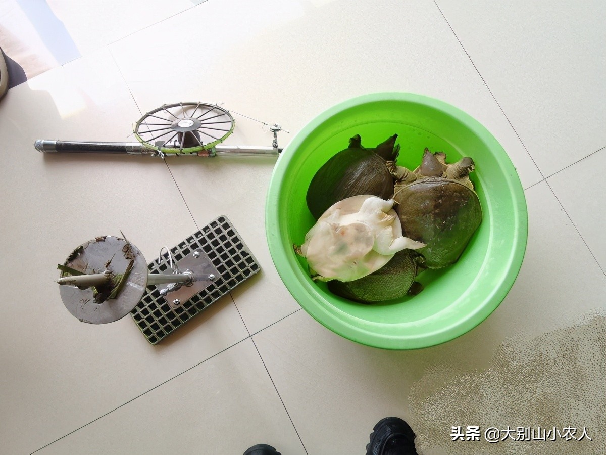 甲鱼枪打甲鱼浮头打什么位置,甲鱼枪打甲鱼全过程