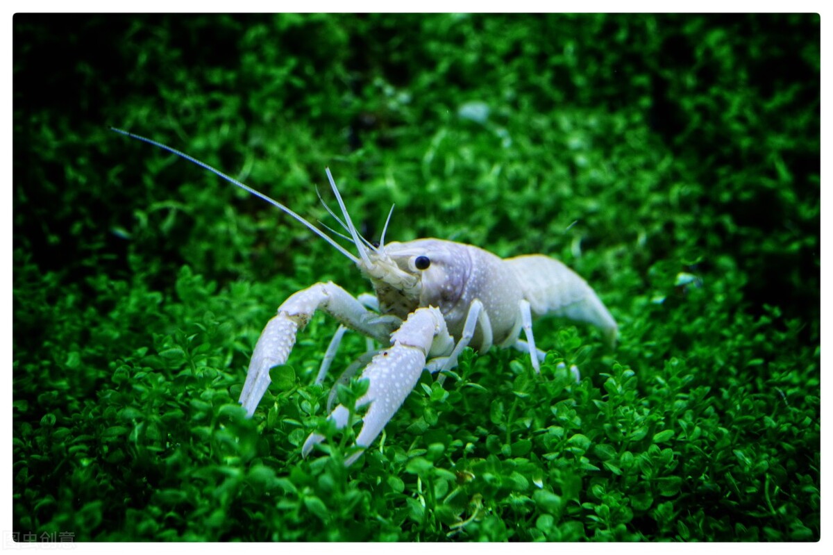 观赏虾怎么养才不死,养观赏虾的方法和技巧