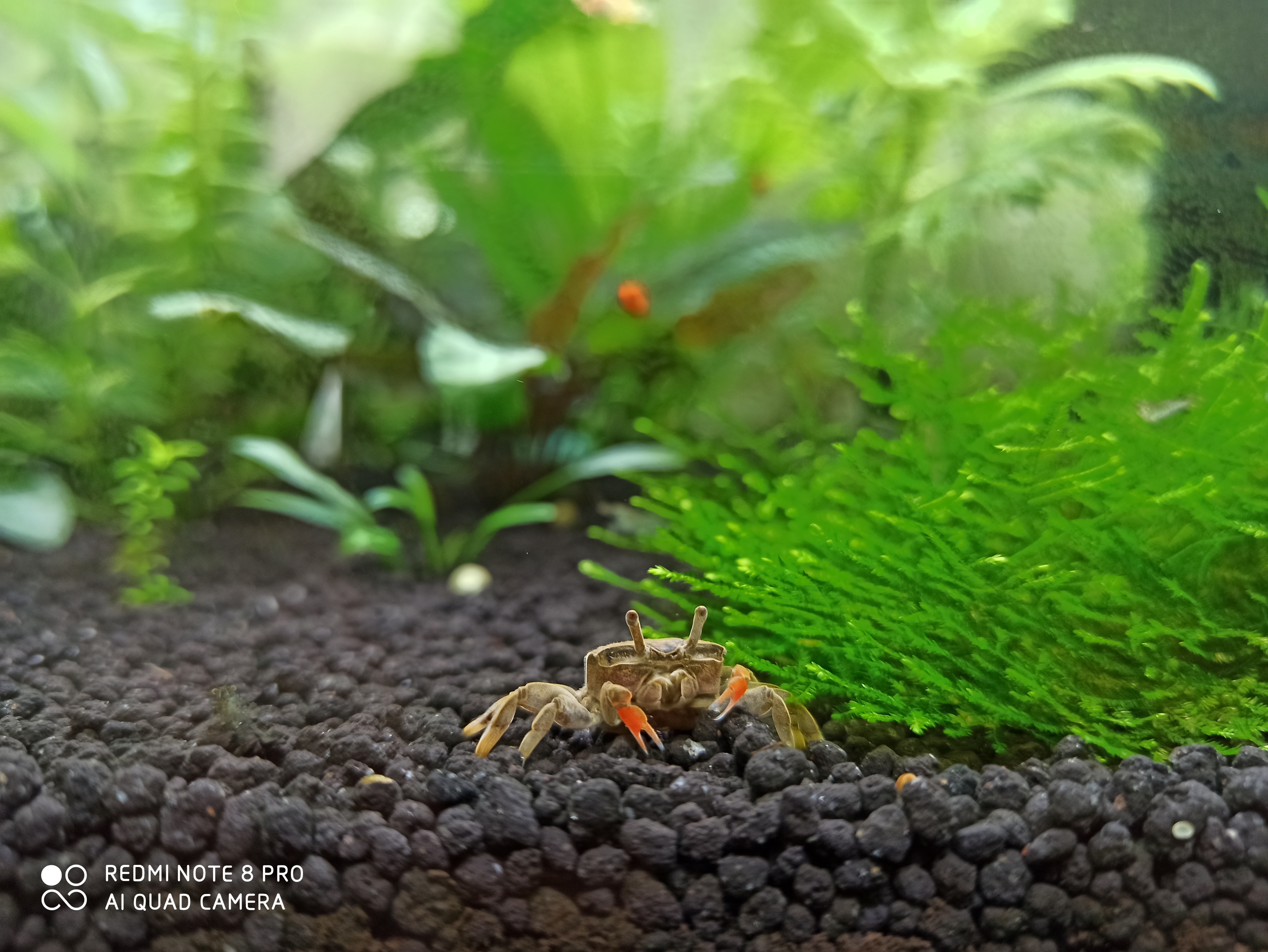 玩草缸怎么知道要多少水草,玩草缸用什么水好