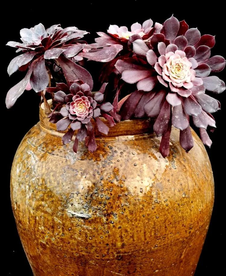 一盆仙人掌和一盆月季的故事,一个多肉的故事