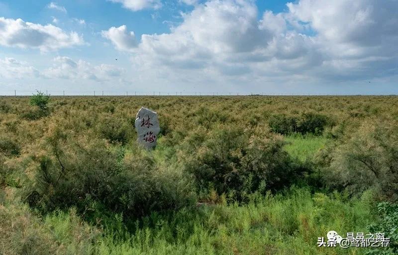 「摄影」昌北有片柽柳林——徐振宁、李发宁作品