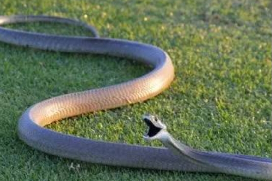 黑曼巴蛇毒蛇排行榜,毒性最大的黑曼巴蛇