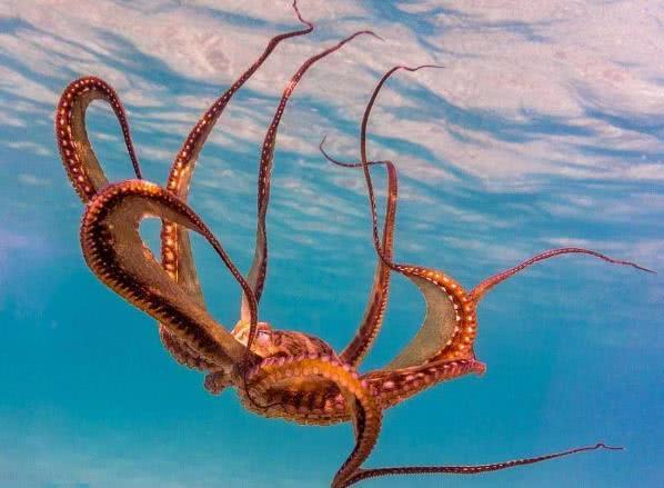 大自然伪装动物,为什么各种动物有自己的特点