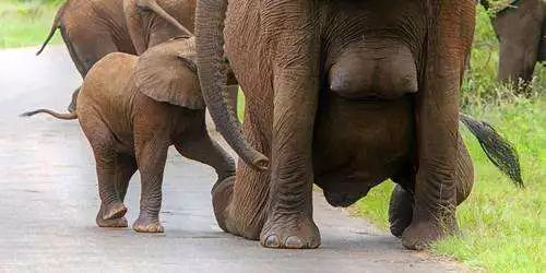 最有效的治愈动物,哪些动物能自己治疗病