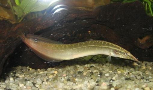 小时候常见又叫不上名的动植物,你们老家怎么说?满满的童年回忆