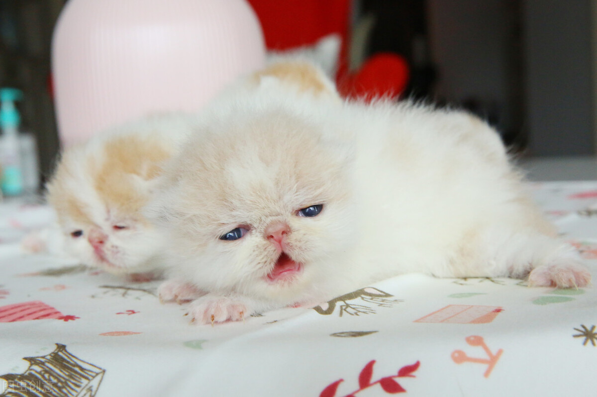 如何能养好一只小幼猫,怎样养好美短虎斑幼猫