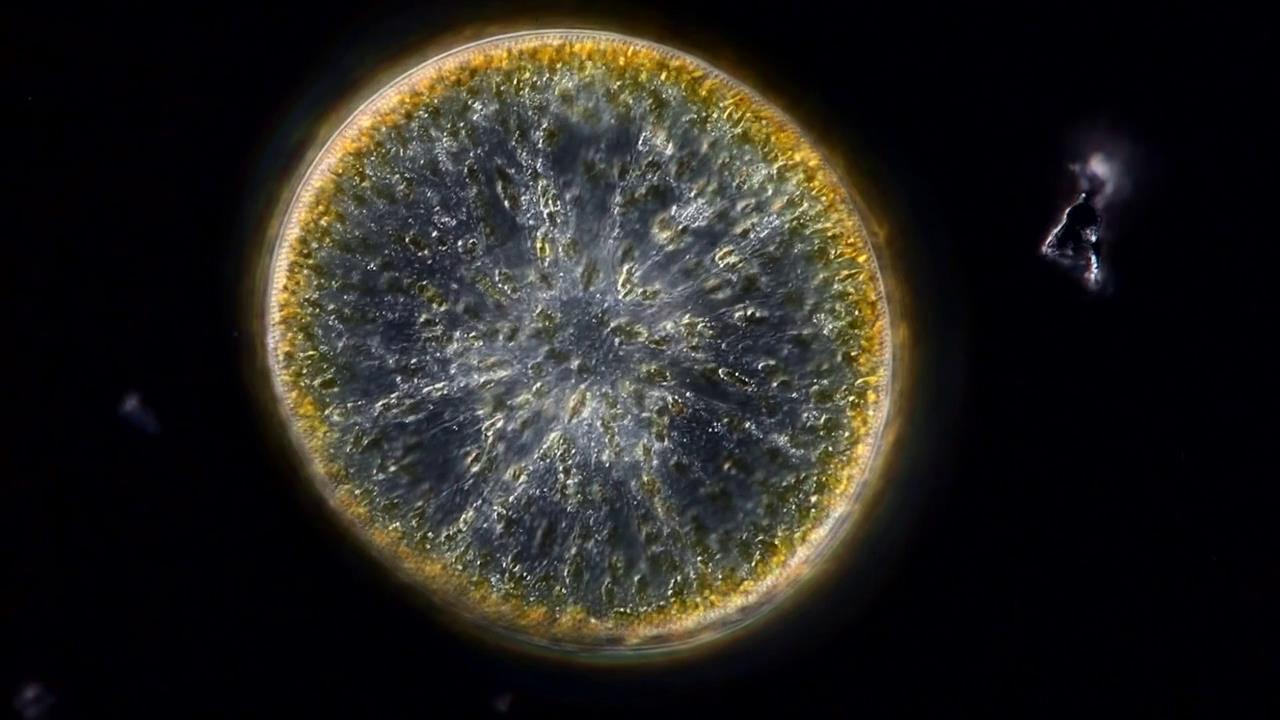 显微镜下的海洋生物,显微镜下的海洋