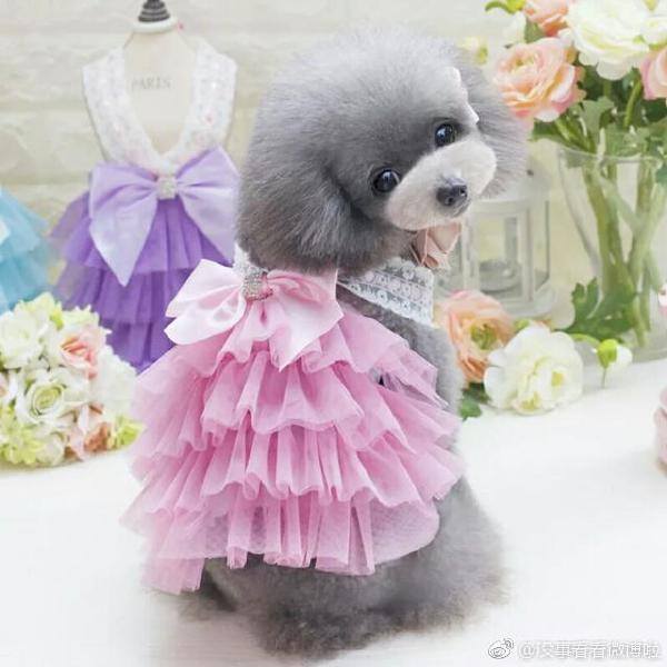 狗狗内心os什么意思,狗狗心里应该是拒绝的一脸不情愿