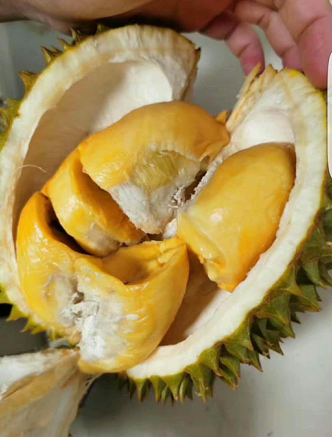 榴莲为什么有特殊的气味和味道,榴莲有酒味微微发苦吃了肚子疼