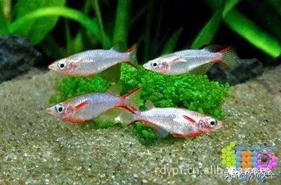 适合裸缸养的中小型热带观赏鱼,水草缸小型热带鱼