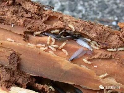 白蚁防治院,白蚁的防治价格