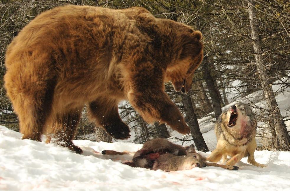 说好了一起捕猎，有的食肉动物却做了清道夫