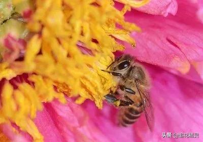 蜜蜂存在于什么时候,蜜蜂为什么怕太阳
