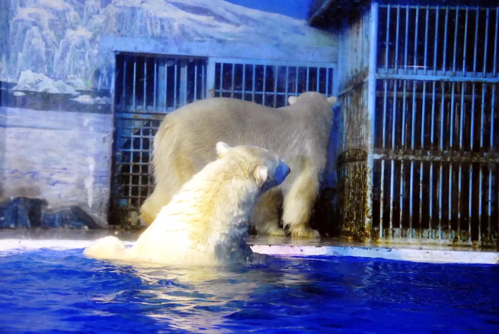 哈尔滨冰灯游玩攻略,哈尔滨冰灯梦幻之行