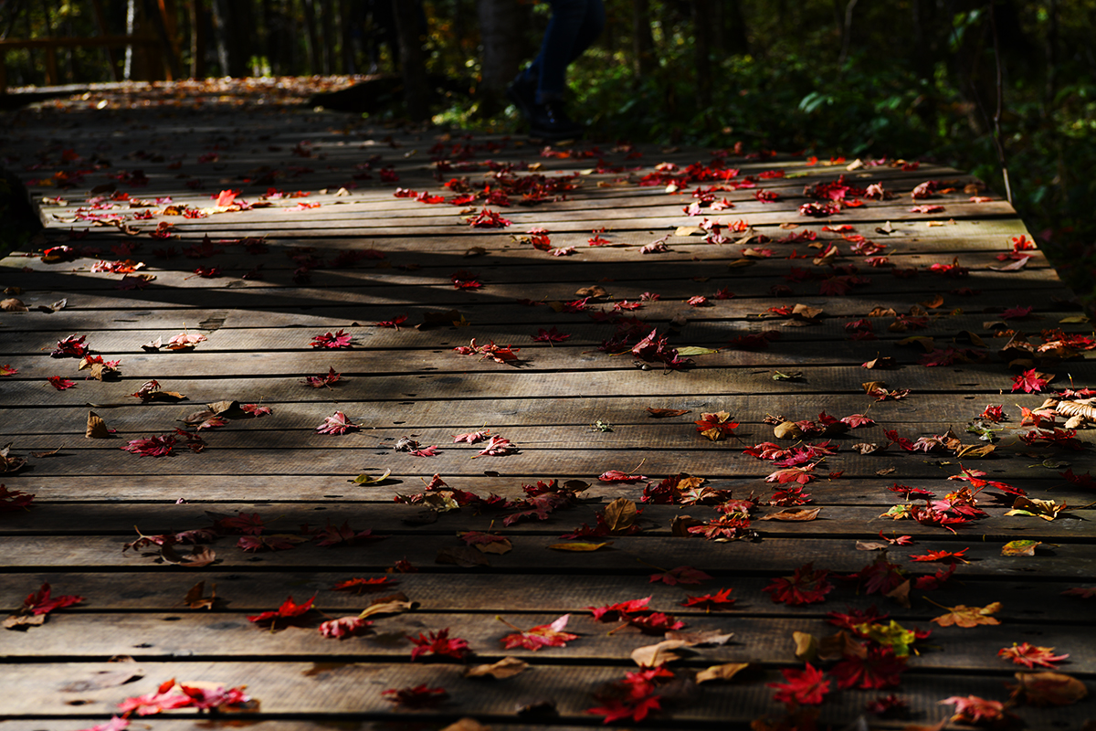 落英缤纷是落花吗,落英缤纷是叶子吗