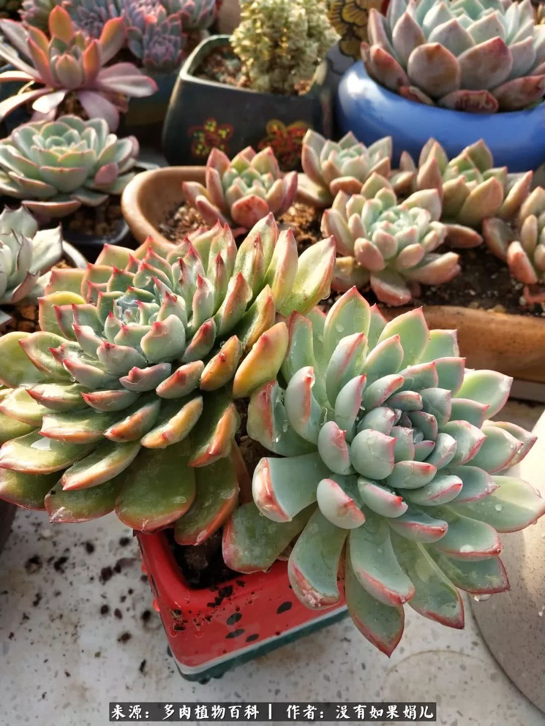 明人不说暗话，我为多肉而来！