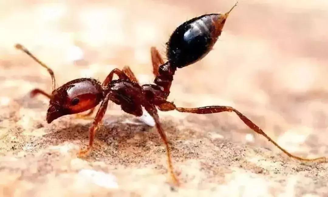 夏天最要小心这四种虫子,在外面遇到这种虫子千万别用手拍