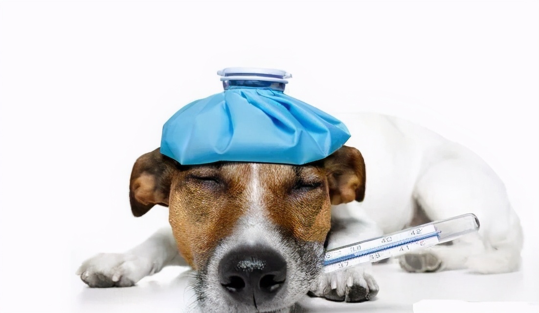 狗狗为什么经常哈气,狗狗不停哈气呼吸急促是怎么回事