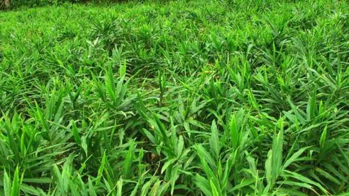 生姜防治姜瘟病的方法,生姜姜瘟病用什么农药防治特效