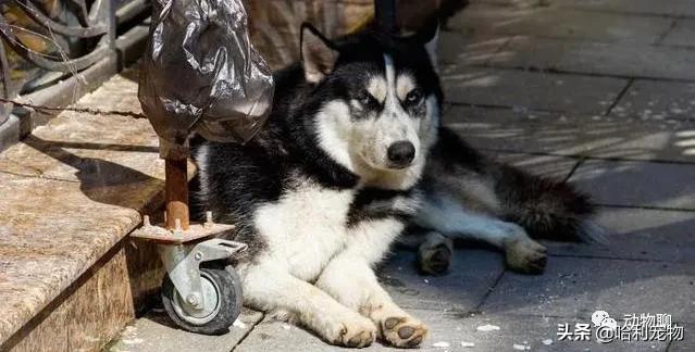 哈士奇完全不听话,哈士奇用最狠的表情干最怂的事