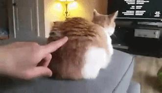 打猫过后怎么让猫不记仇,打猫之后怎么重新和猫和好