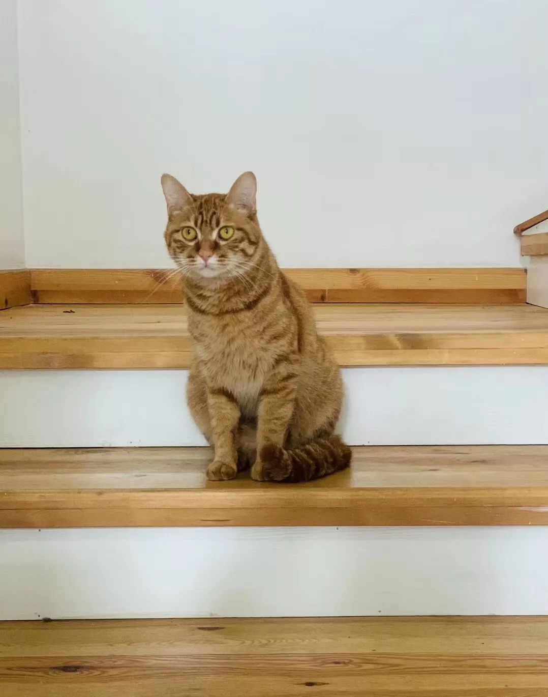 杭州最值得期待的甜品工作室“猫裏有甜”，甜就完事了