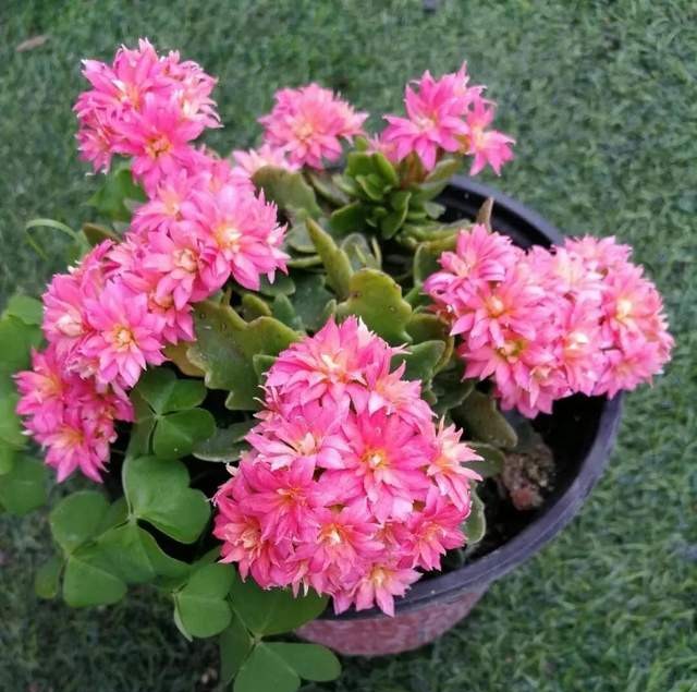 长寿花单瓣品种大全,长寿花100种颜色图片