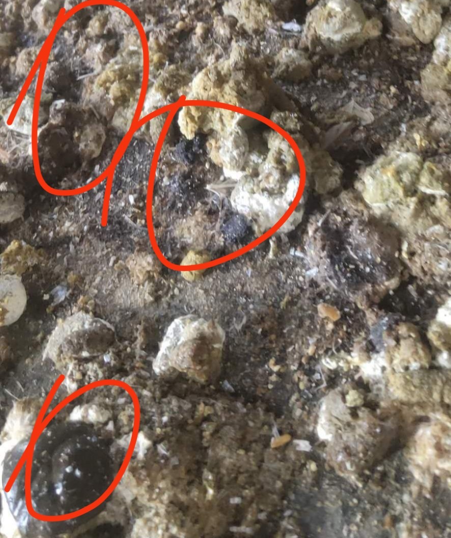 鸡子肠炎吃什么药,鸡肠炎有哪些症状吃什么药