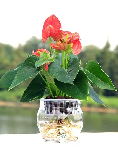 红掌花姿奇特美妍，花苞似佛焰，叶片翠绿欲滴，最佳室内盆栽