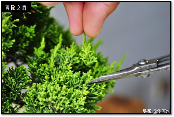 “选芽与摘芽”盆景树形稳定一半都靠它，盆景耐心与细心的试练