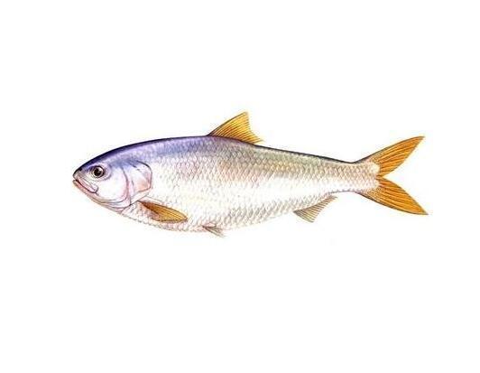 最贵人工养殖的十大淡水鱼排名,中国最贵的淡水鱼多少钱一斤