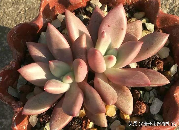 多肉叶插叶片看不到生长点,多肉叶插爆根没爆芽需要浇水吗