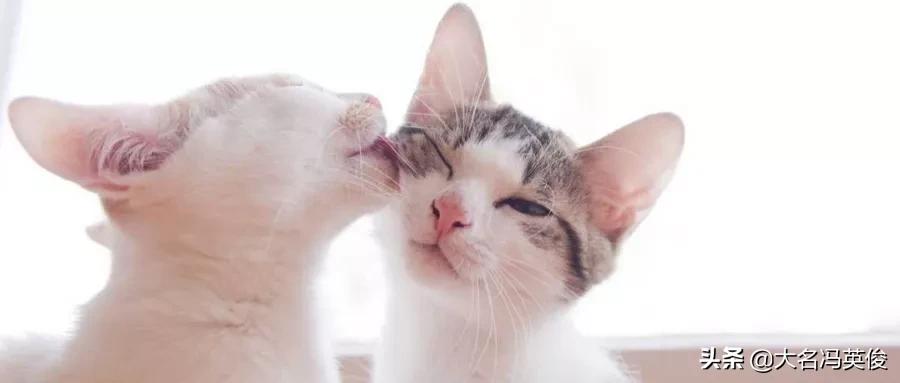 出远门猫咪想主人的表现,猫咪出远门坐什么车最好