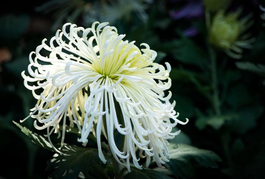 黄花不负秋上联,黄花不负秋立冬有收获