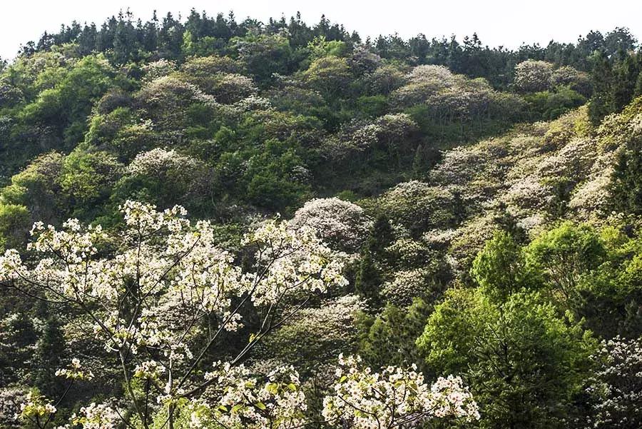 罗田县樱花美景,带你去看油桐花海