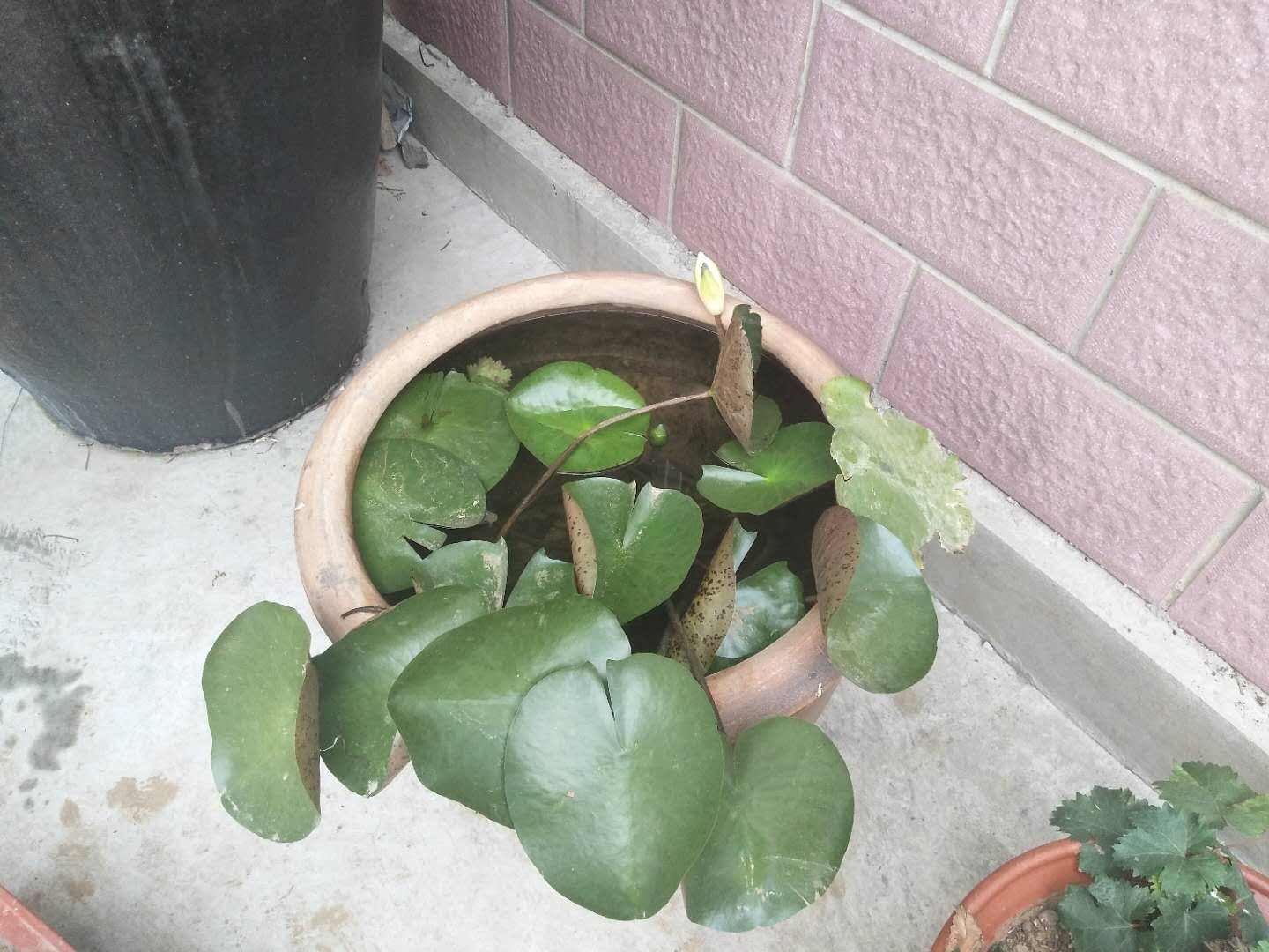 睡莲开花的方法和注意事项,睡莲夏天为什么不开花