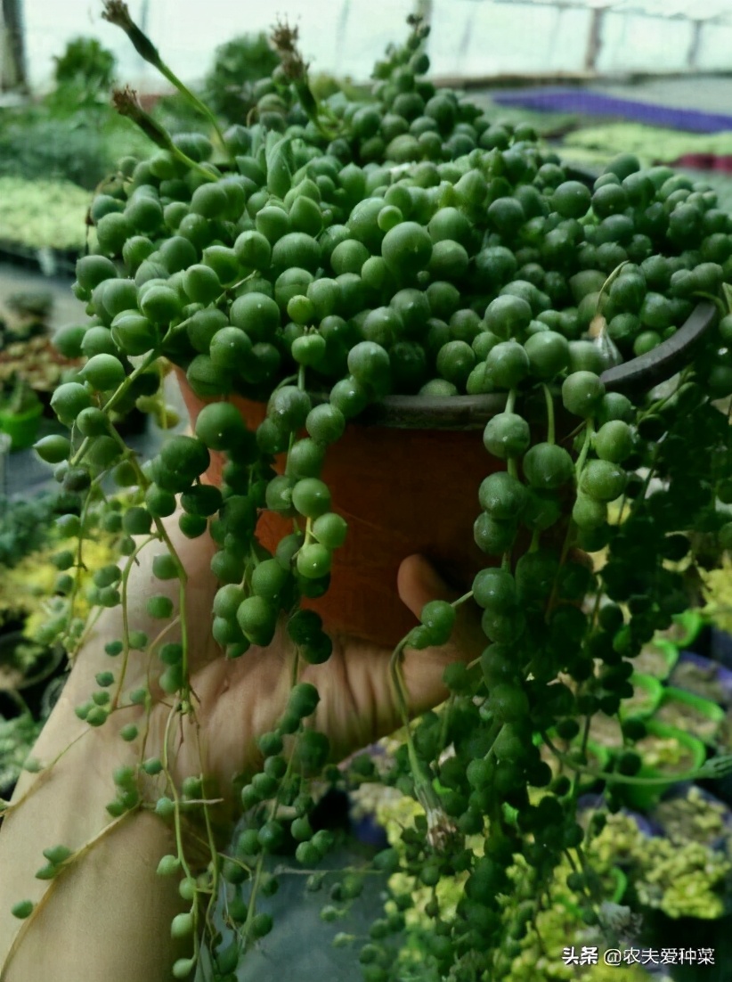 多肉佛珠简单养法,多肉佛珠怎么养才肥壮图片