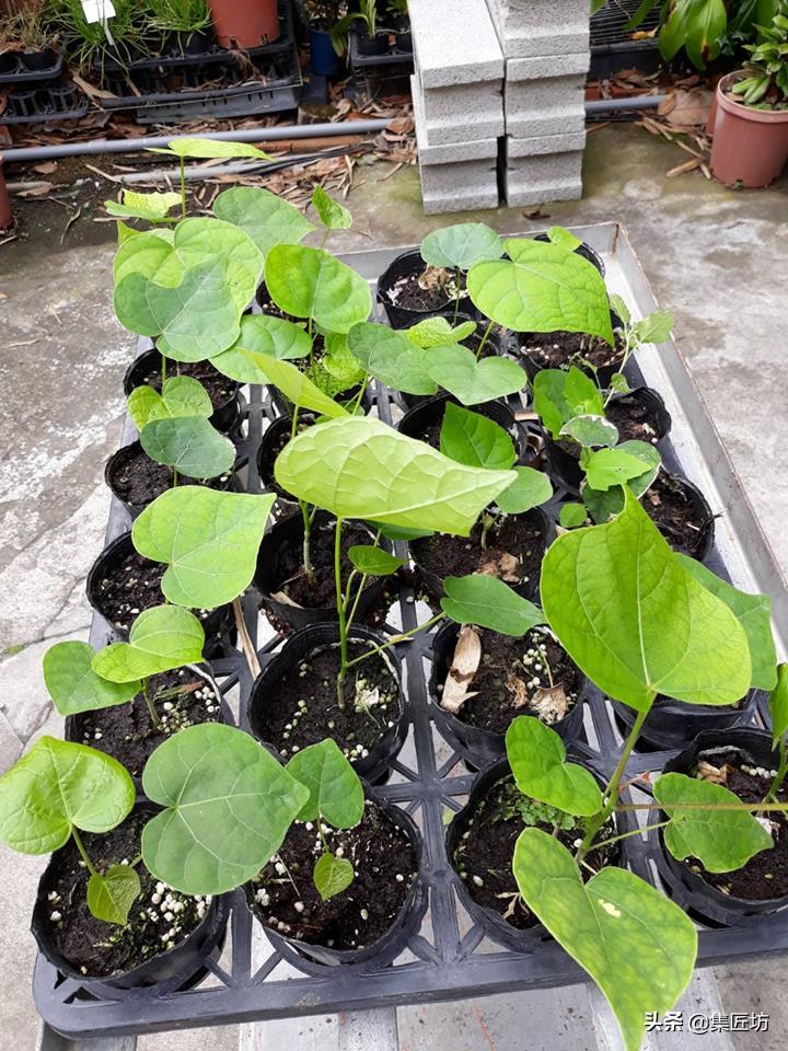 凤栖梧桐的真正意义,凤凰梧桐是哪种梧桐