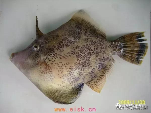 中国本土最便宜的鱼10种,哪些鱼档次又高又便宜