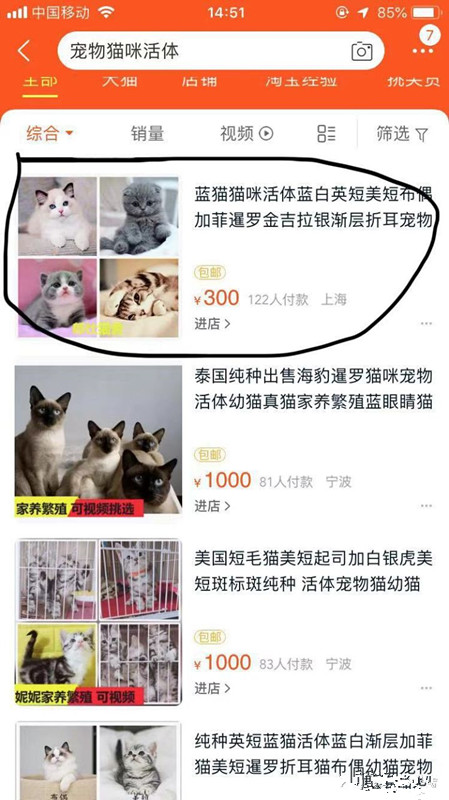 怎么防买到星期猫,如何避免在市场买到星期猫